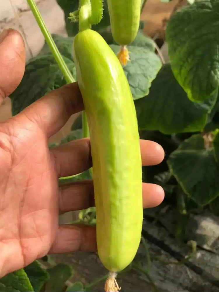 Cream No.3 Mini Cucumbers
