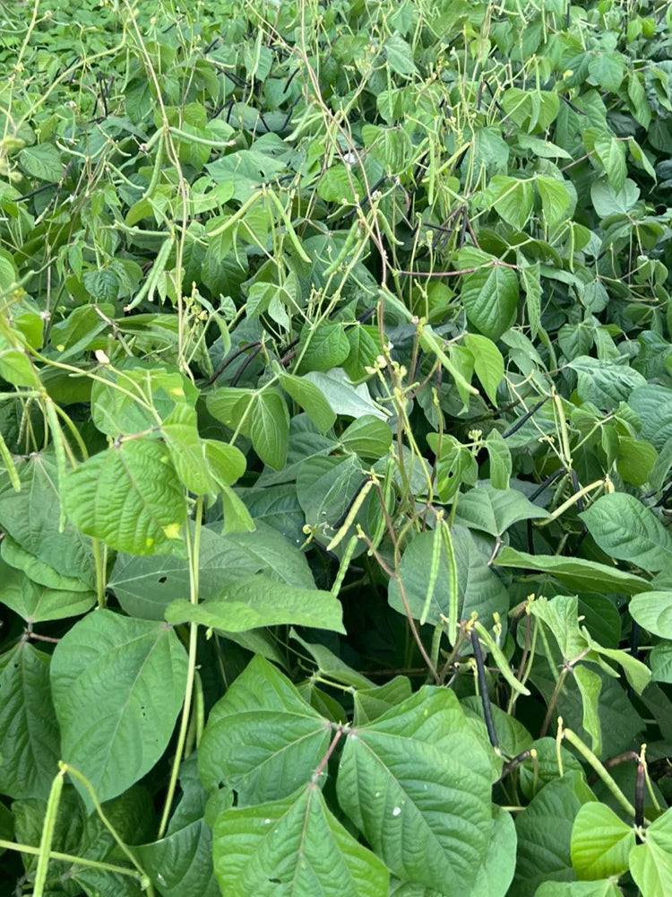'Fenlüdou No.3' Mung Bean