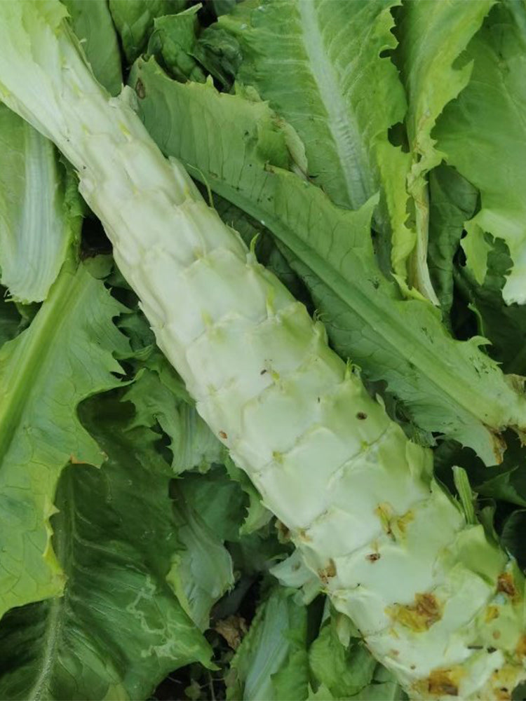 Erbai Pi Stems Lettuce