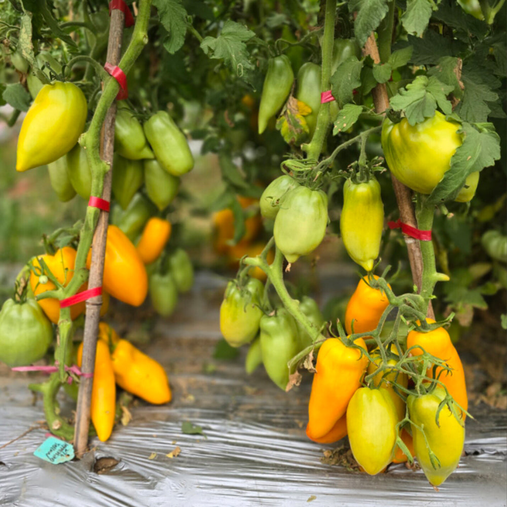 658 Yellow Pepper Tomato