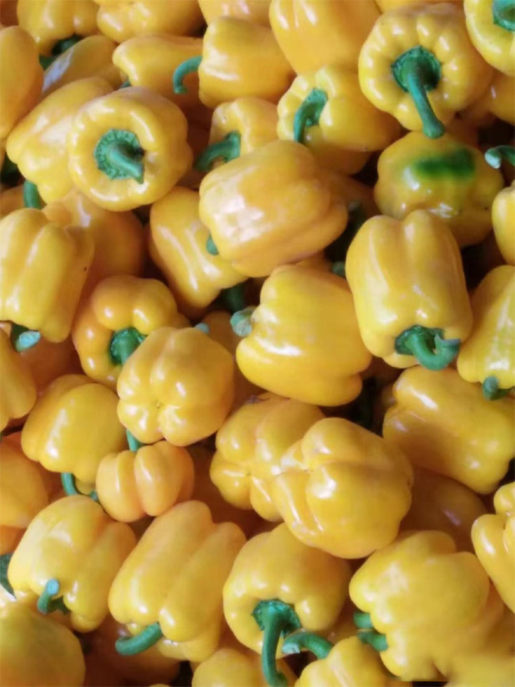 Yellow Bell Peppers (Capsicum annuum)