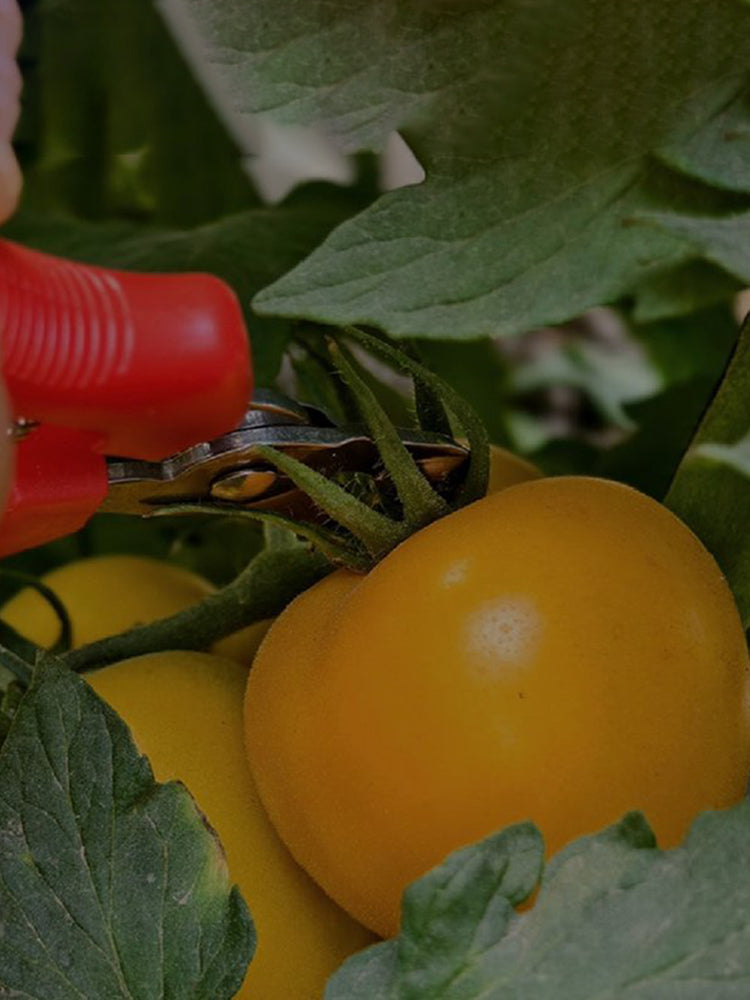 'Golden Apple' Big Yellow Tomato