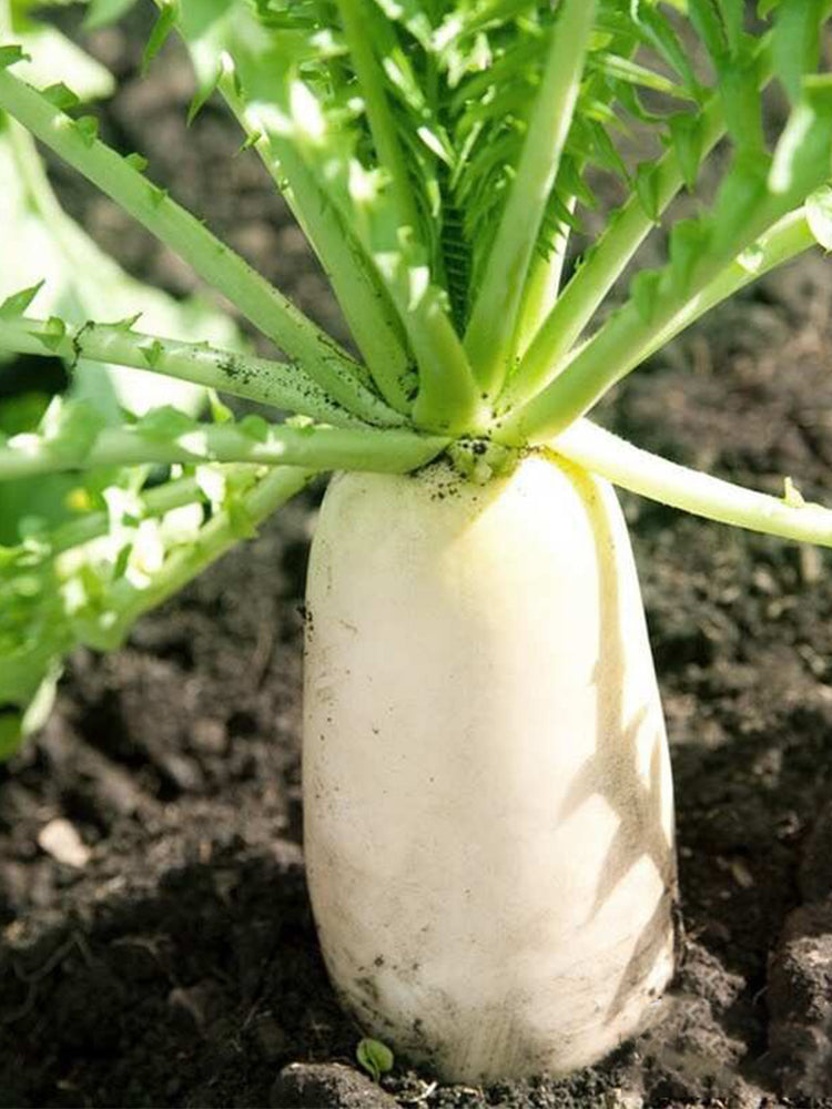 Jiujinyu White Radish