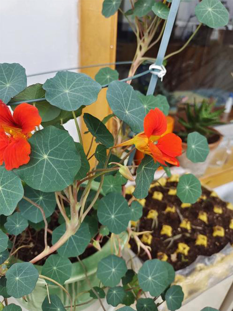 Royal Scarlet' Red Nasturtium (Tropaeolum majus)