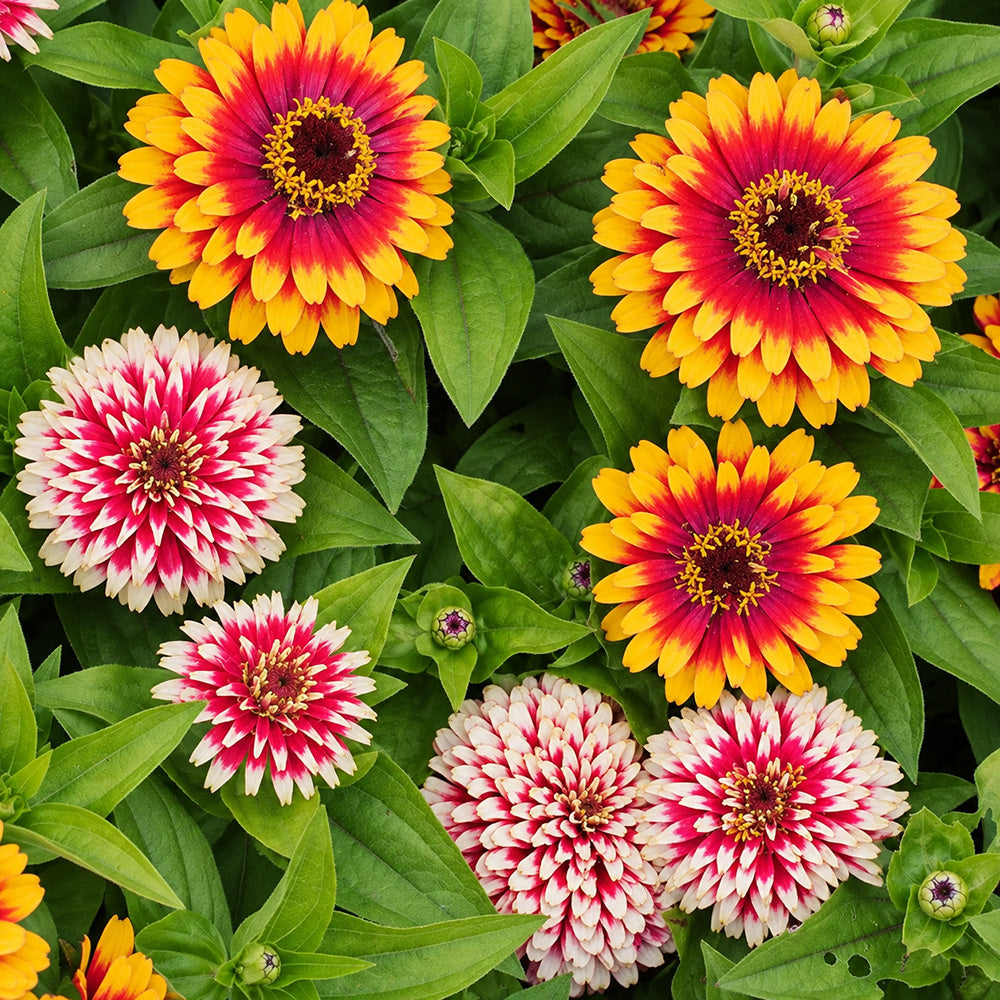 W1353 Candy Stripe Zinnia Mix