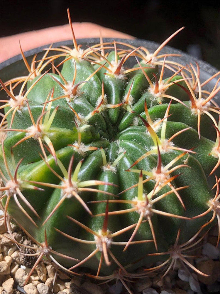 Echinopsis obrepanda