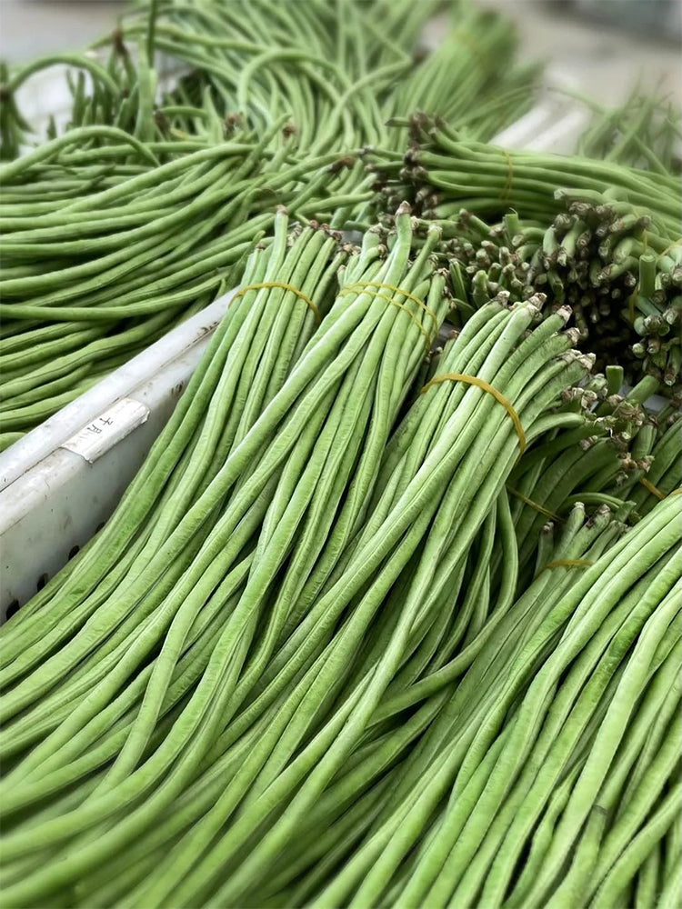 Continuously Harvestable 901 Yardlong Beans