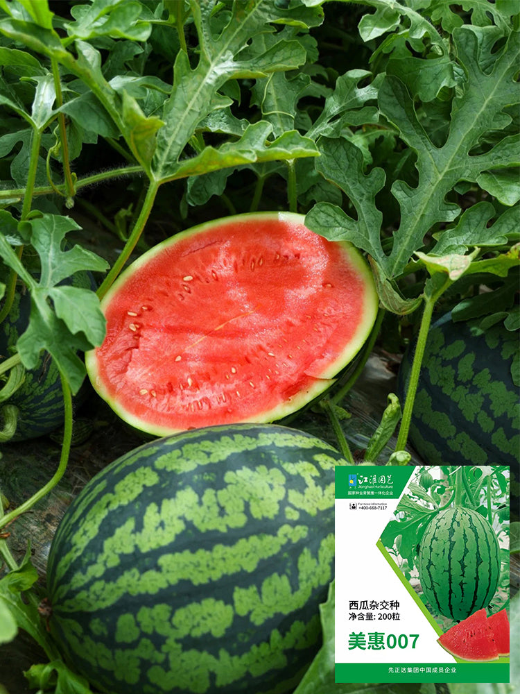 "Meihui 007" Watermelons