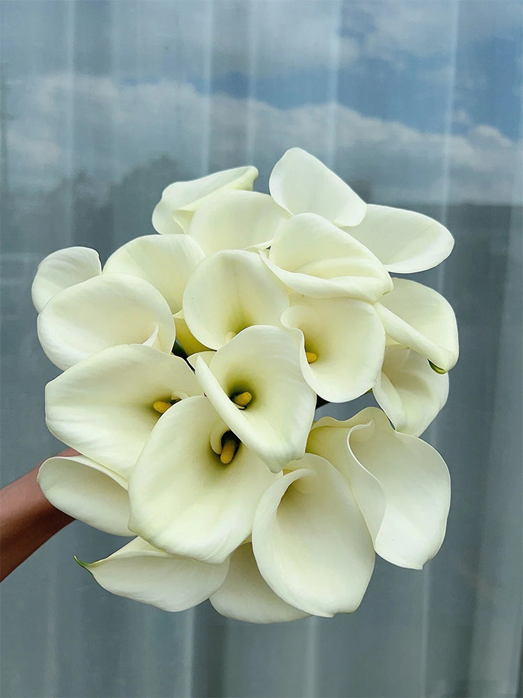 'White Art' Calla Lily