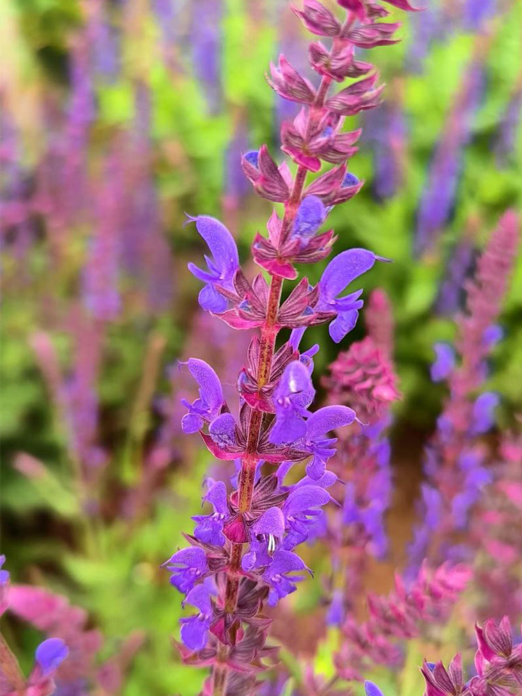 Hezhichun Woodland Sage
