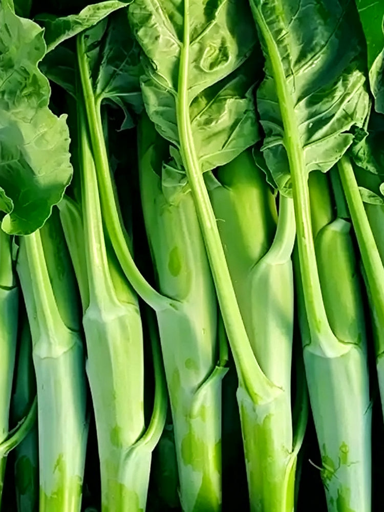 'Jiemei Thick Stem' Chinese Kale