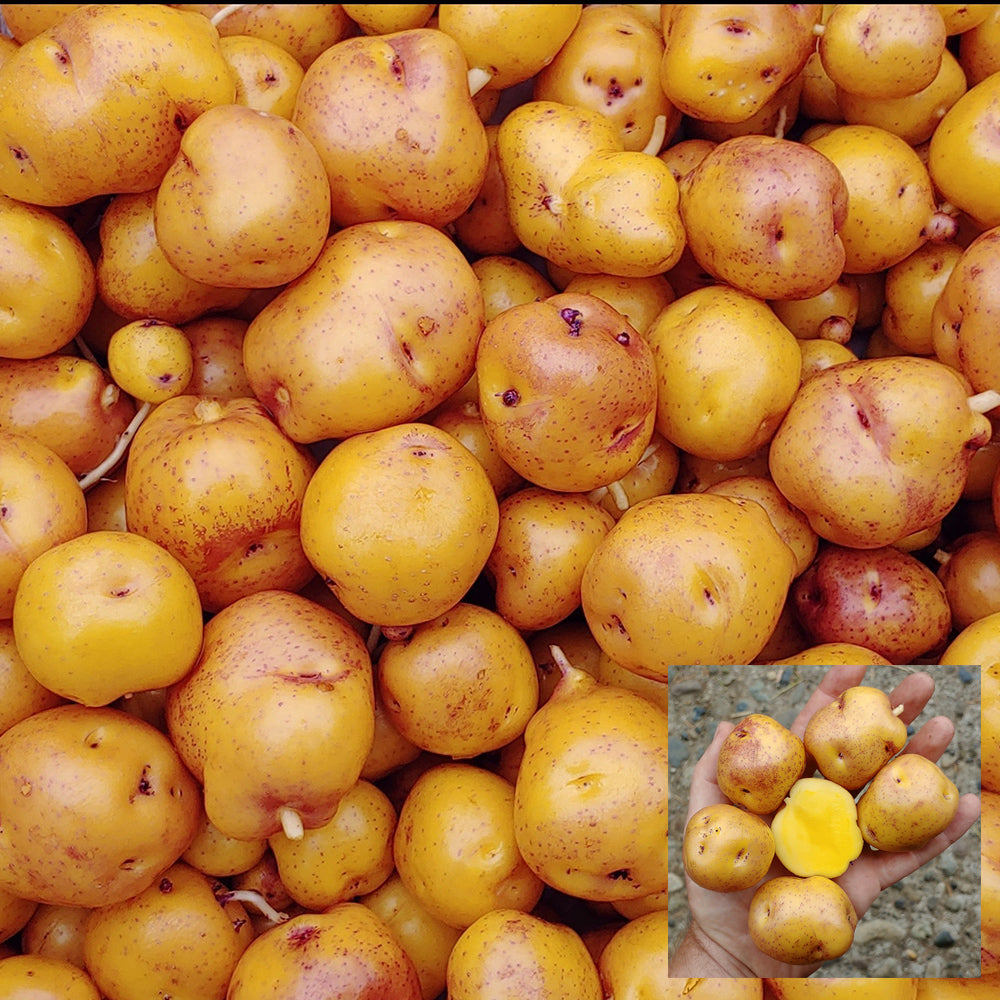 Peruvian Andean Potato Seeds