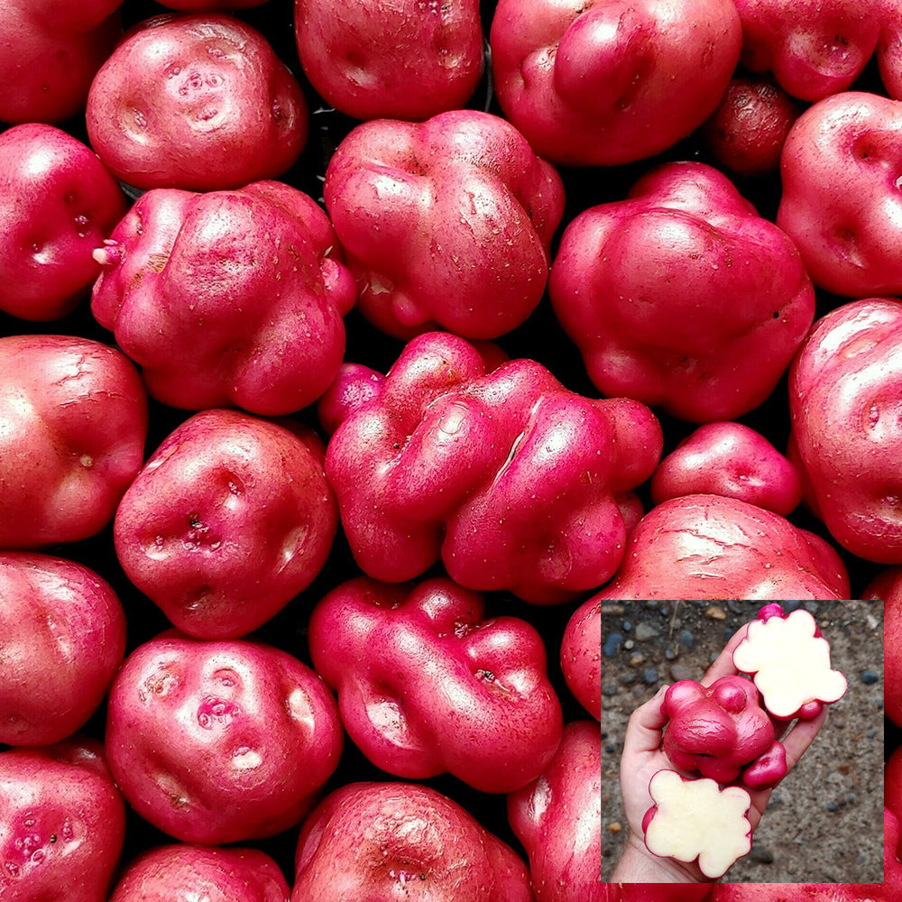 Peruvian Andean Potato Seeds