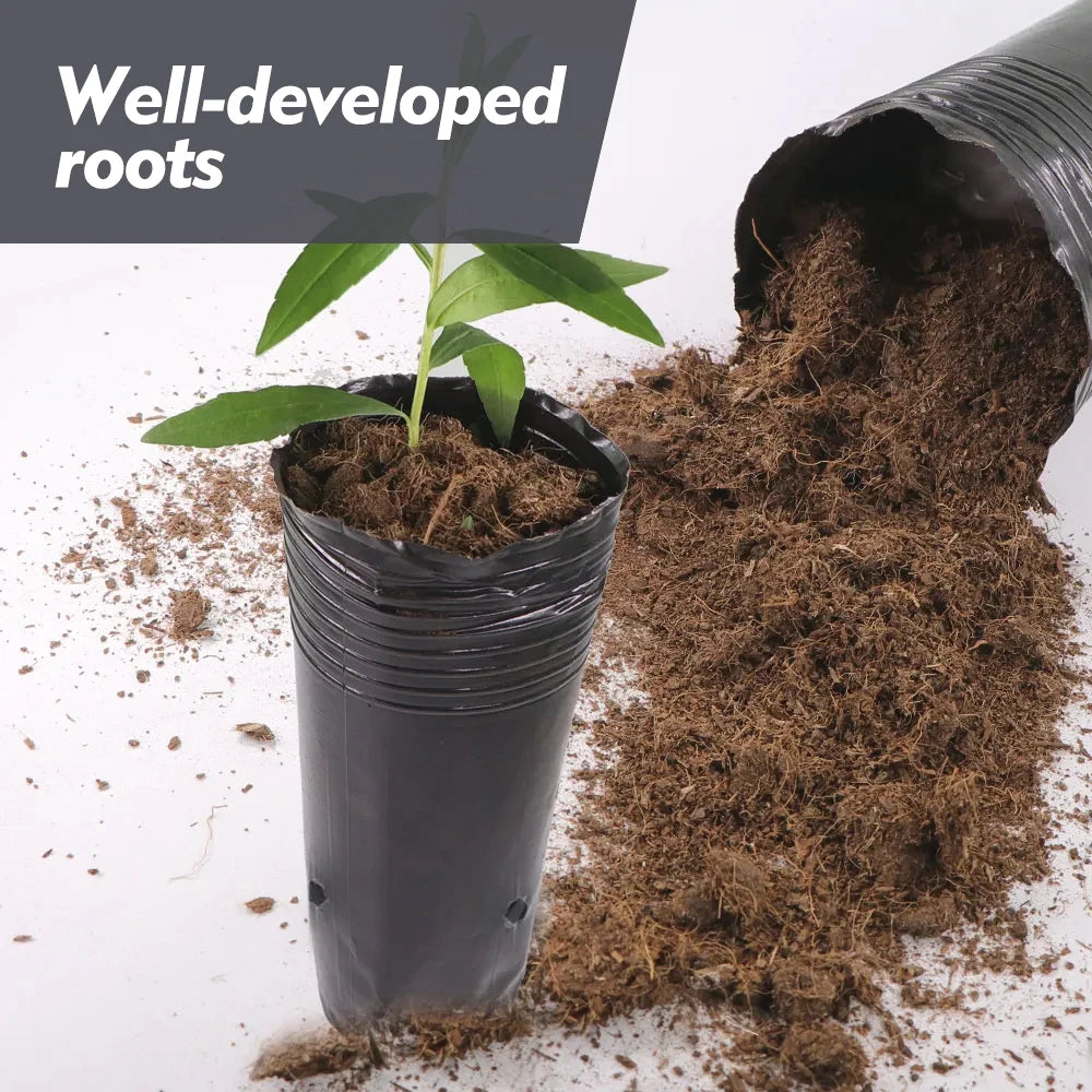 Plastic Deep Plant Nursery Pots, Pack of 50