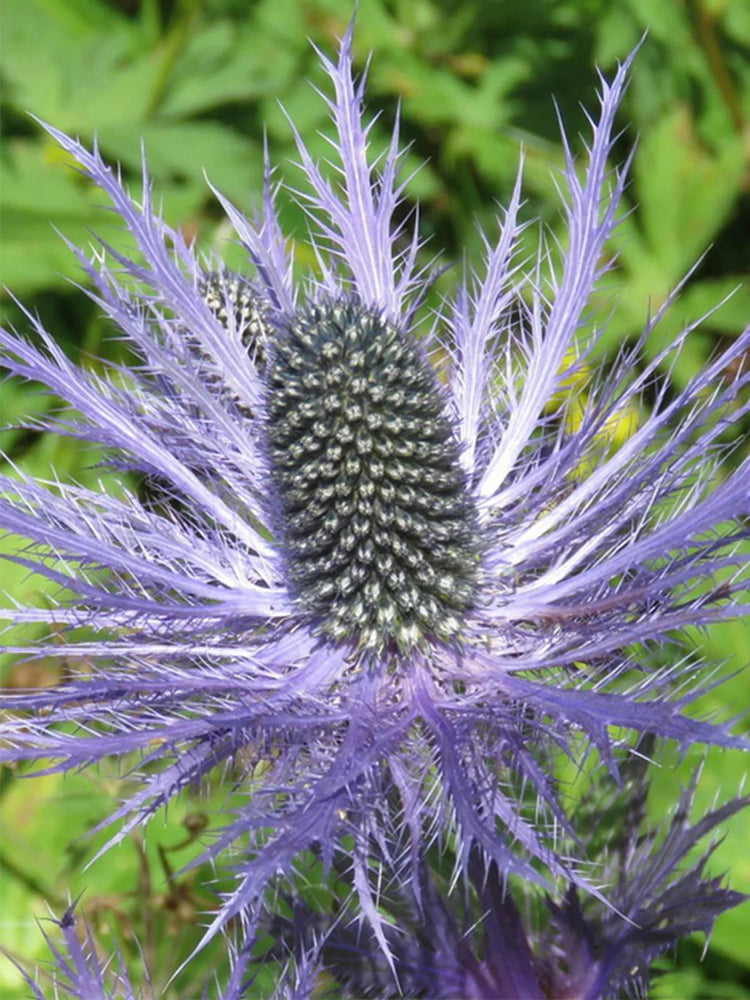 Alpine Eryngo (Eryngium Alpinum)