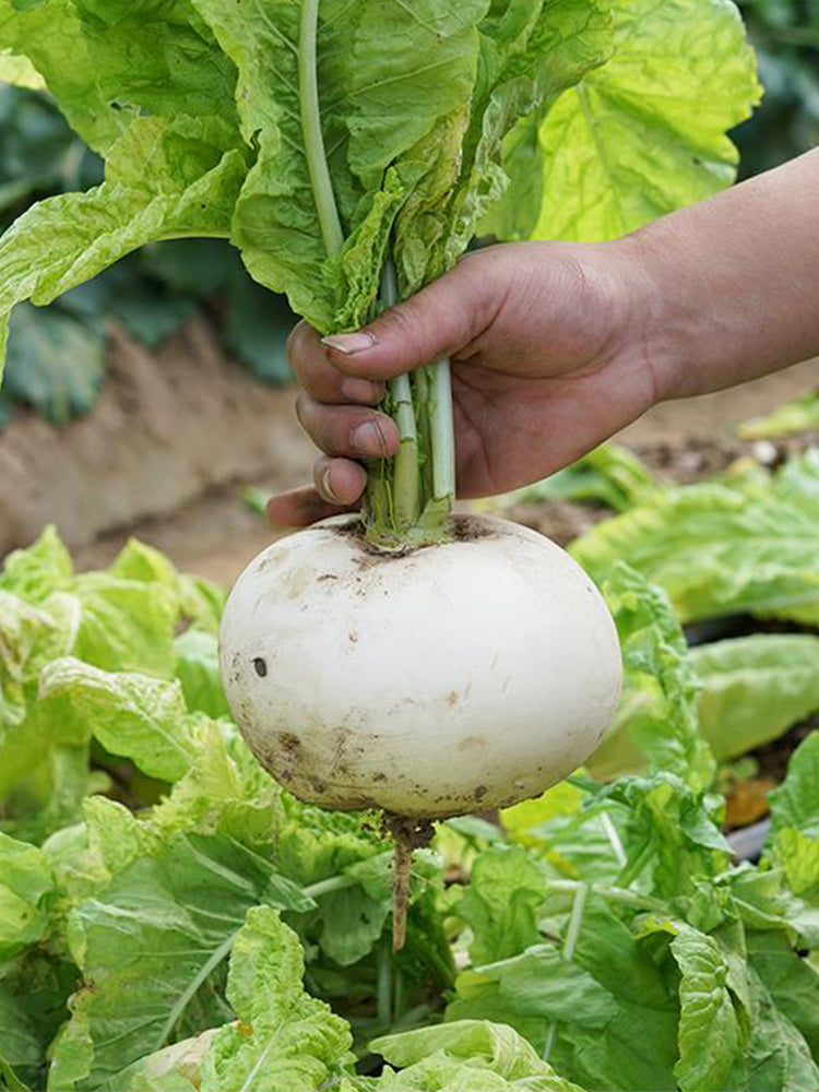 Crystal-clear White Radish