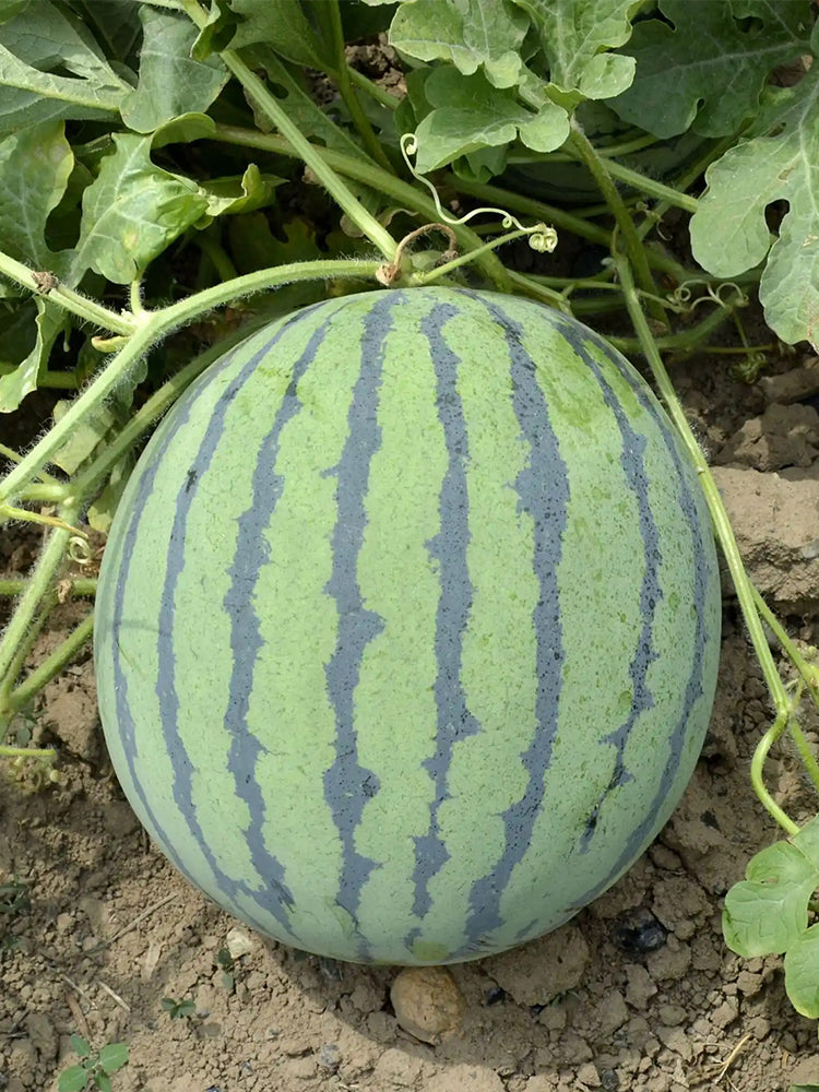 Rock Sugar Kirin No.1 Watermelon