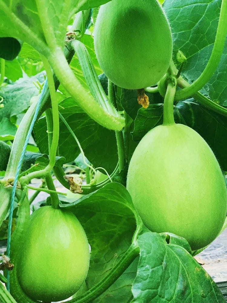 Qingshami Muskmelon