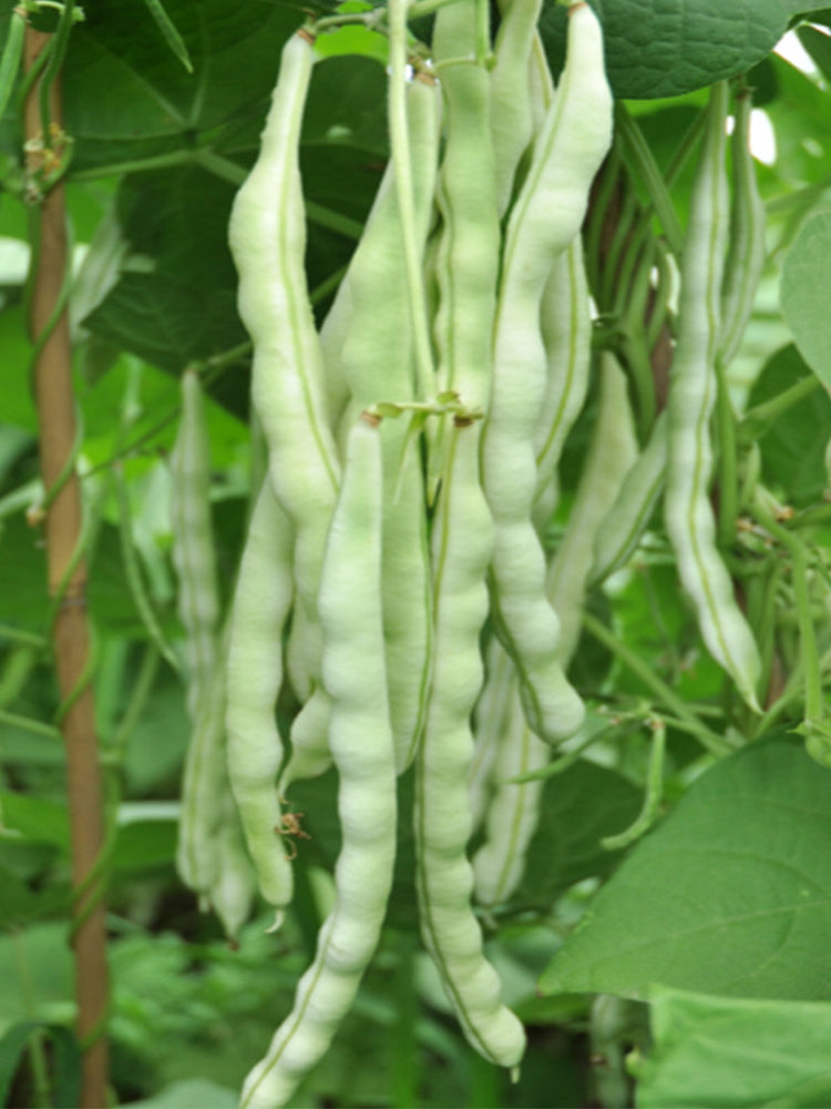 Huajun No.12 Kidney Beans