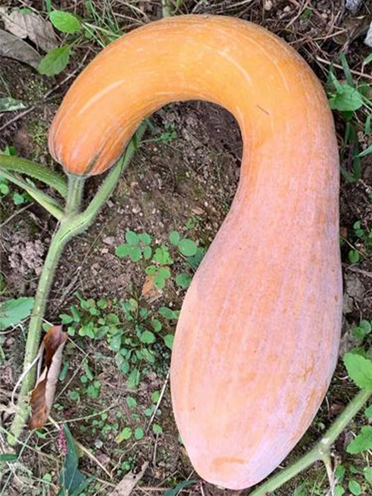 Golden Hook Pumpkin