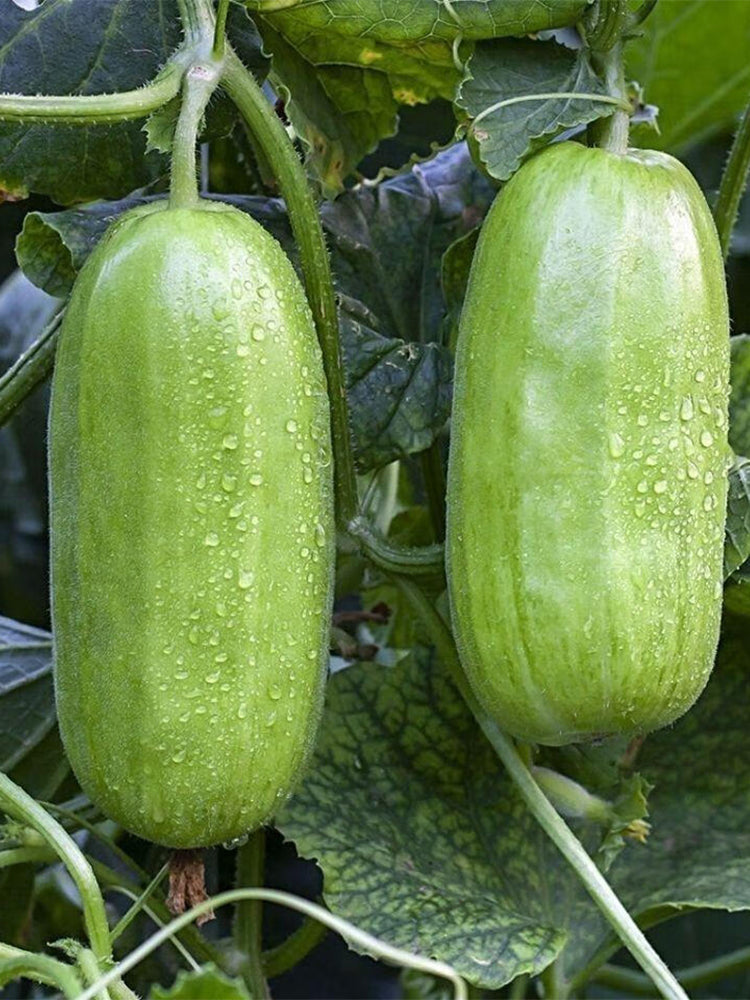 Yellow River' Chinese Vegetable Melons