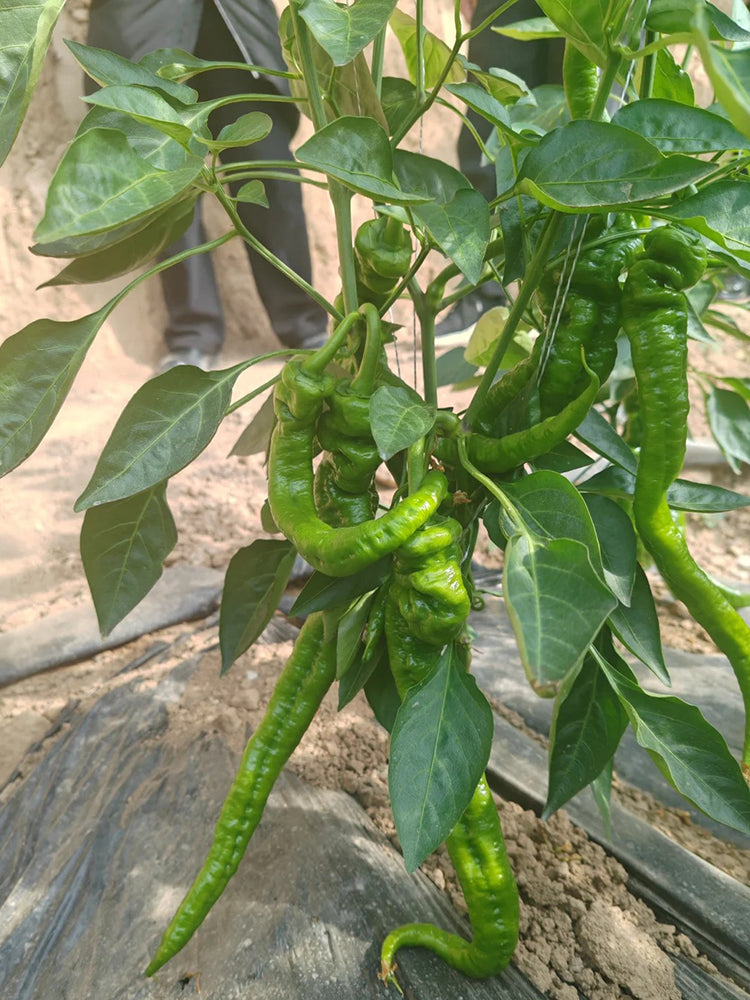 Julong 828 Long Pepper