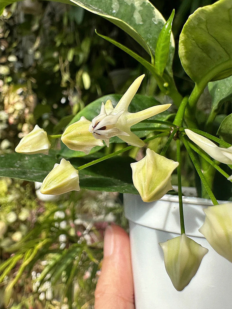 Hoya multiflora Unrooted Stem Cuttings