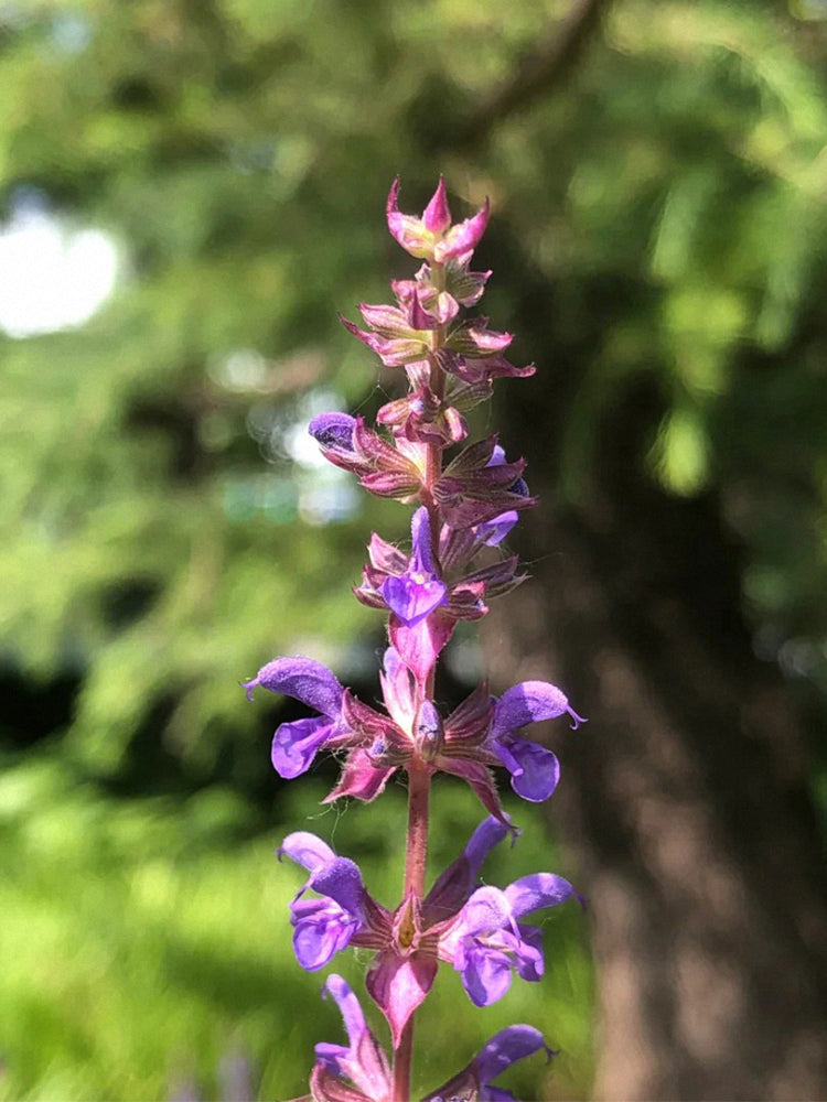 Purple Salvia (Salvia japonica Thunb.)