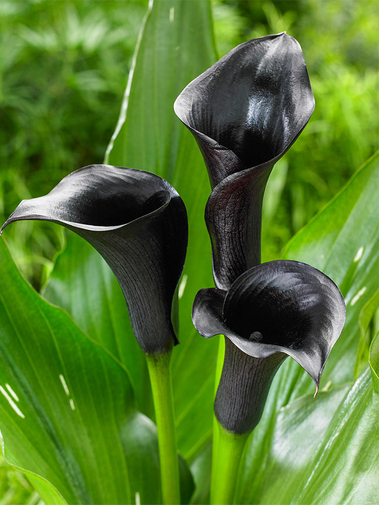 'Odessa' Calla Lily