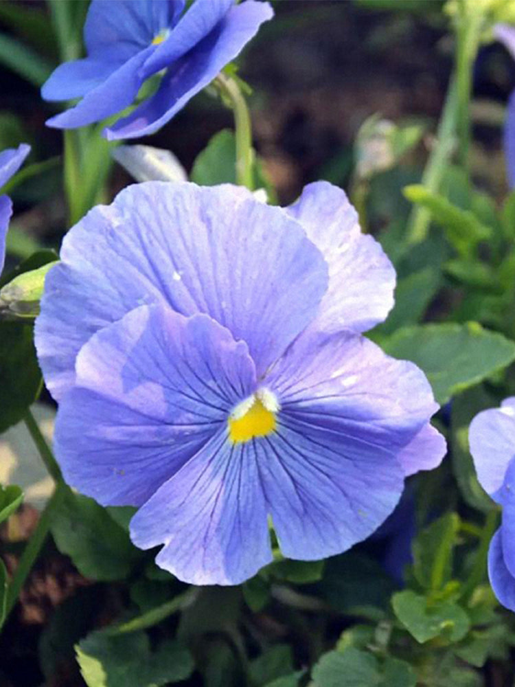Super Bingo Series Blue Pansy (Viola × wittrockiana)