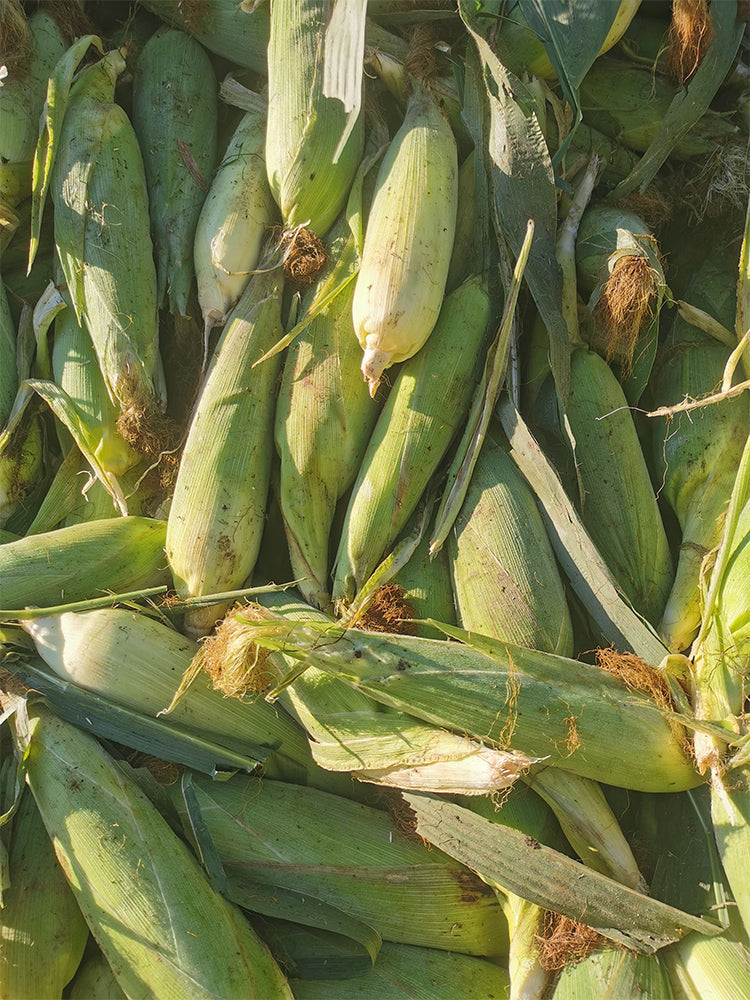 Golden Queen Waxy Corn
