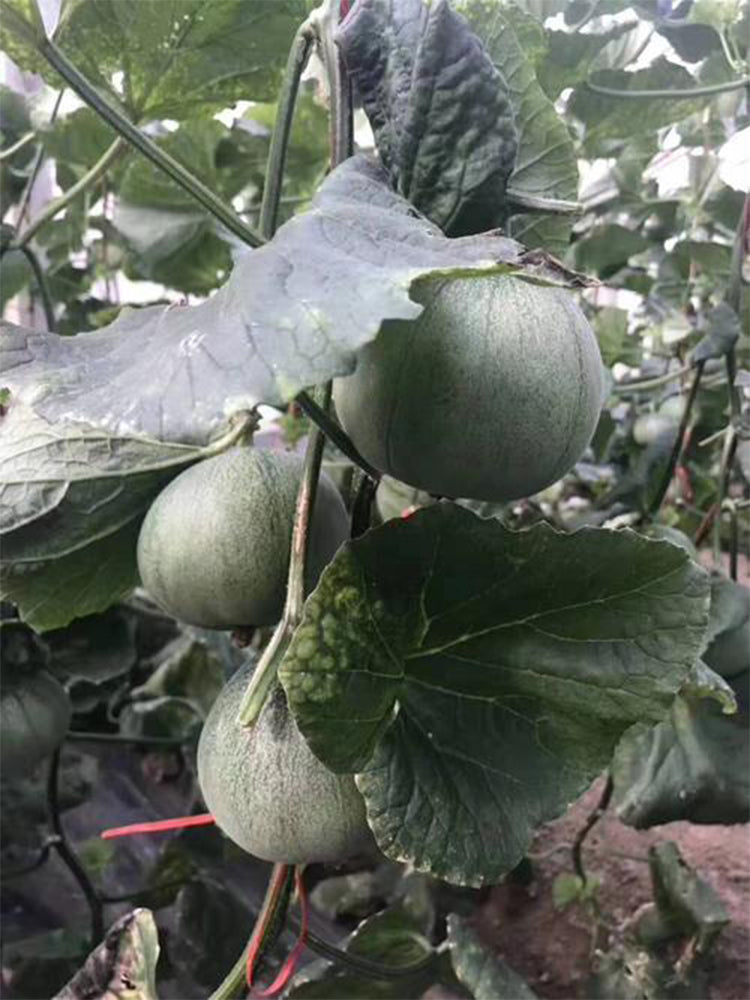Emerald No.9' Dark Green Sweet Melons