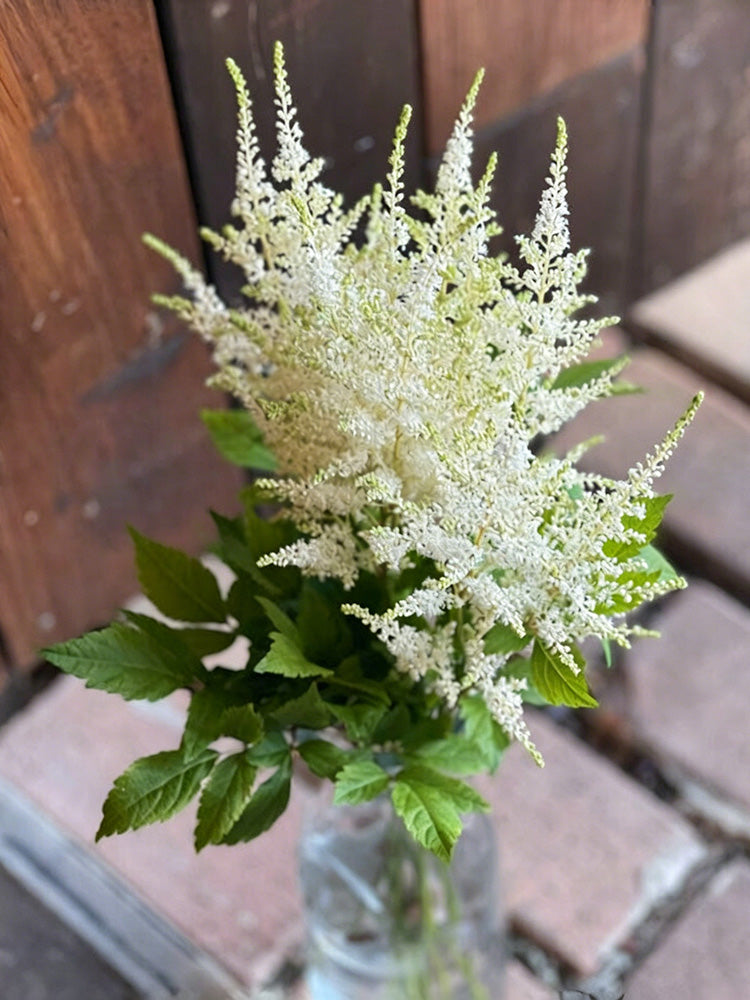 Goat's Beard