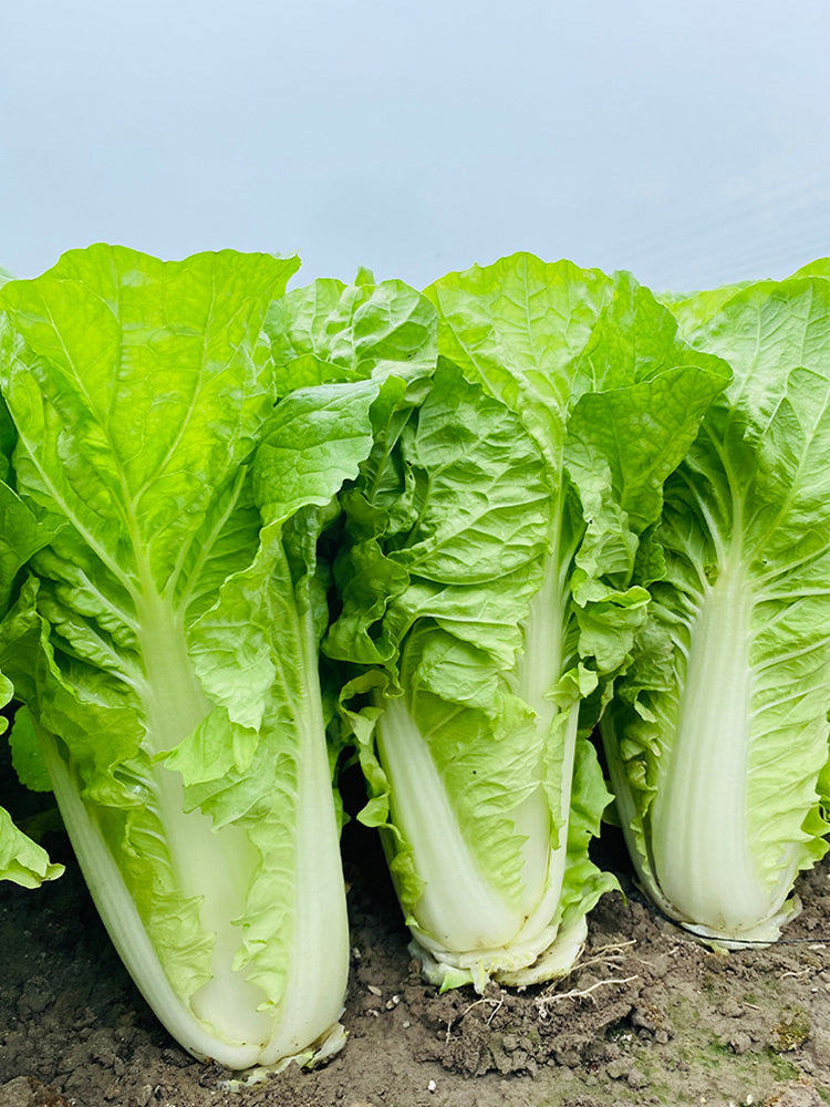 All-season Fast-growing Bok Choy