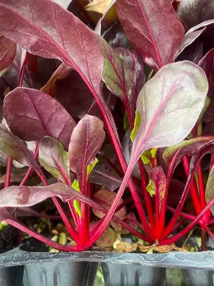 Red Swiss Chard