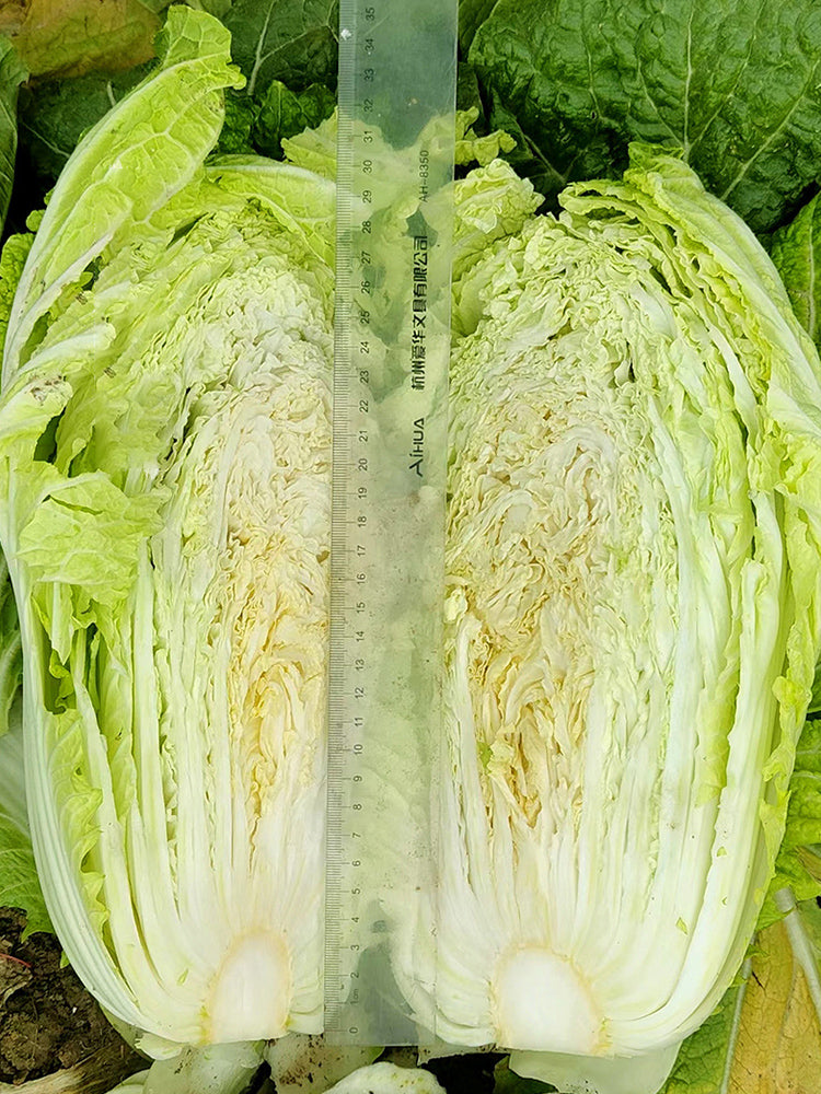 Maye Hot Pot Chinese Cabbage, Nutritious and Delicious