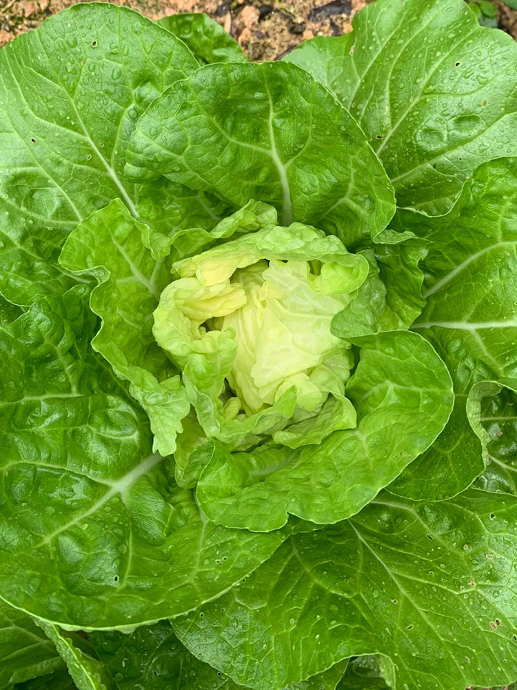 Jiajiale Heading Cabbage