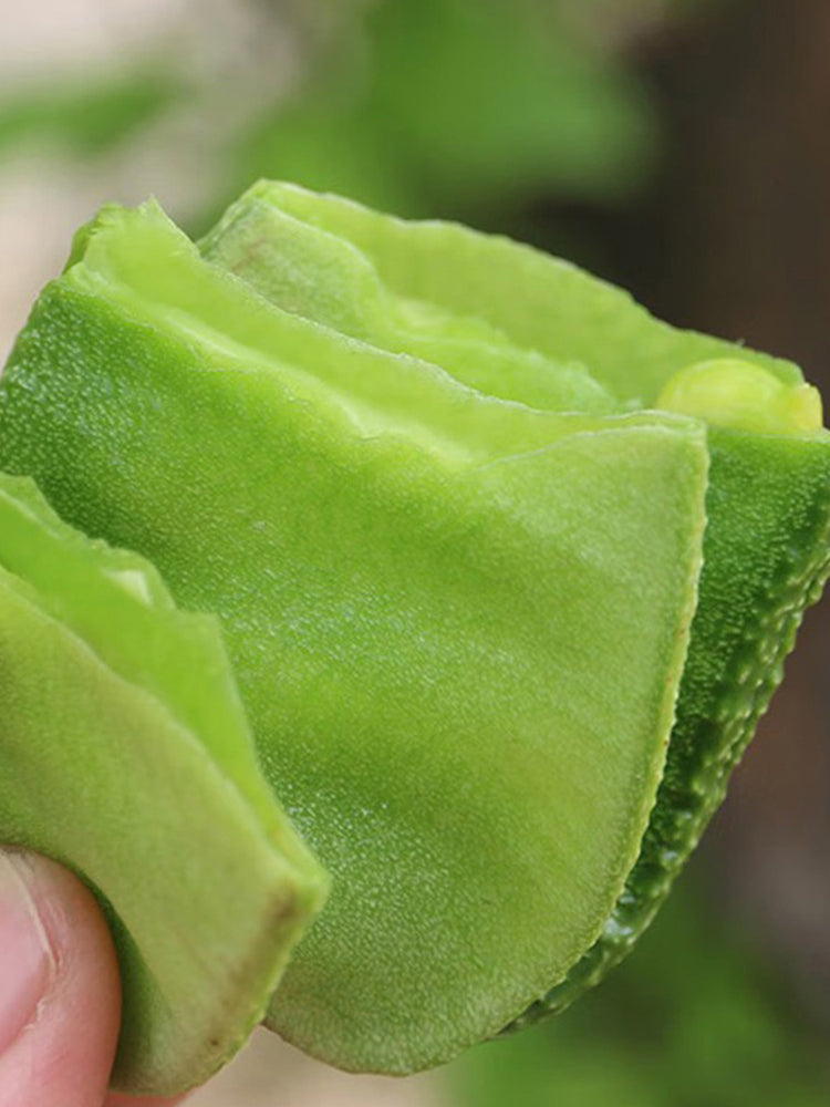 Green Hyacinth Beans