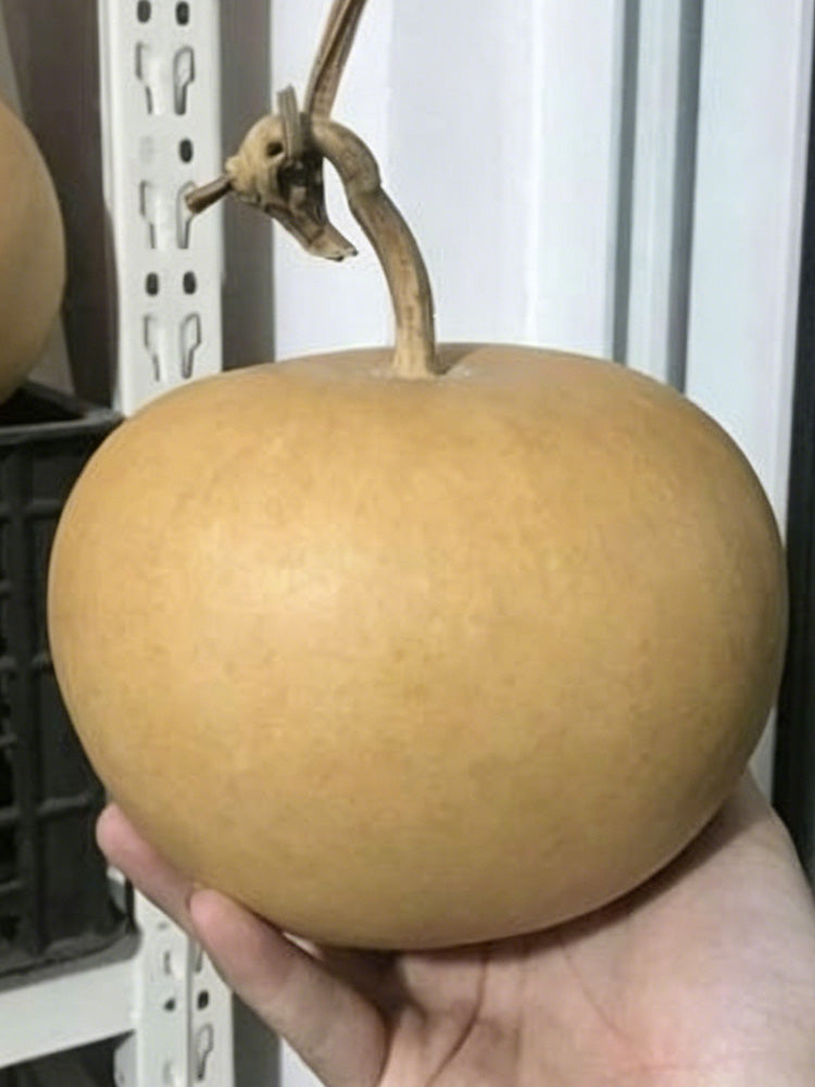 Big Apple Gourd