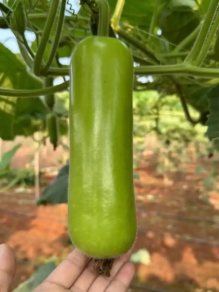 Cuiying Bottle Gourd
