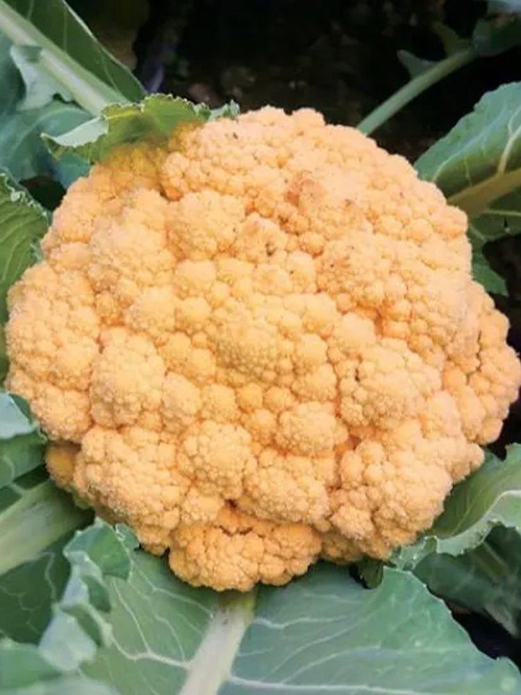 Orange Flower No.2 Cauliflowers