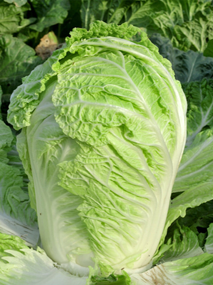 Improved Qingza No.3 Chinese Cabbage