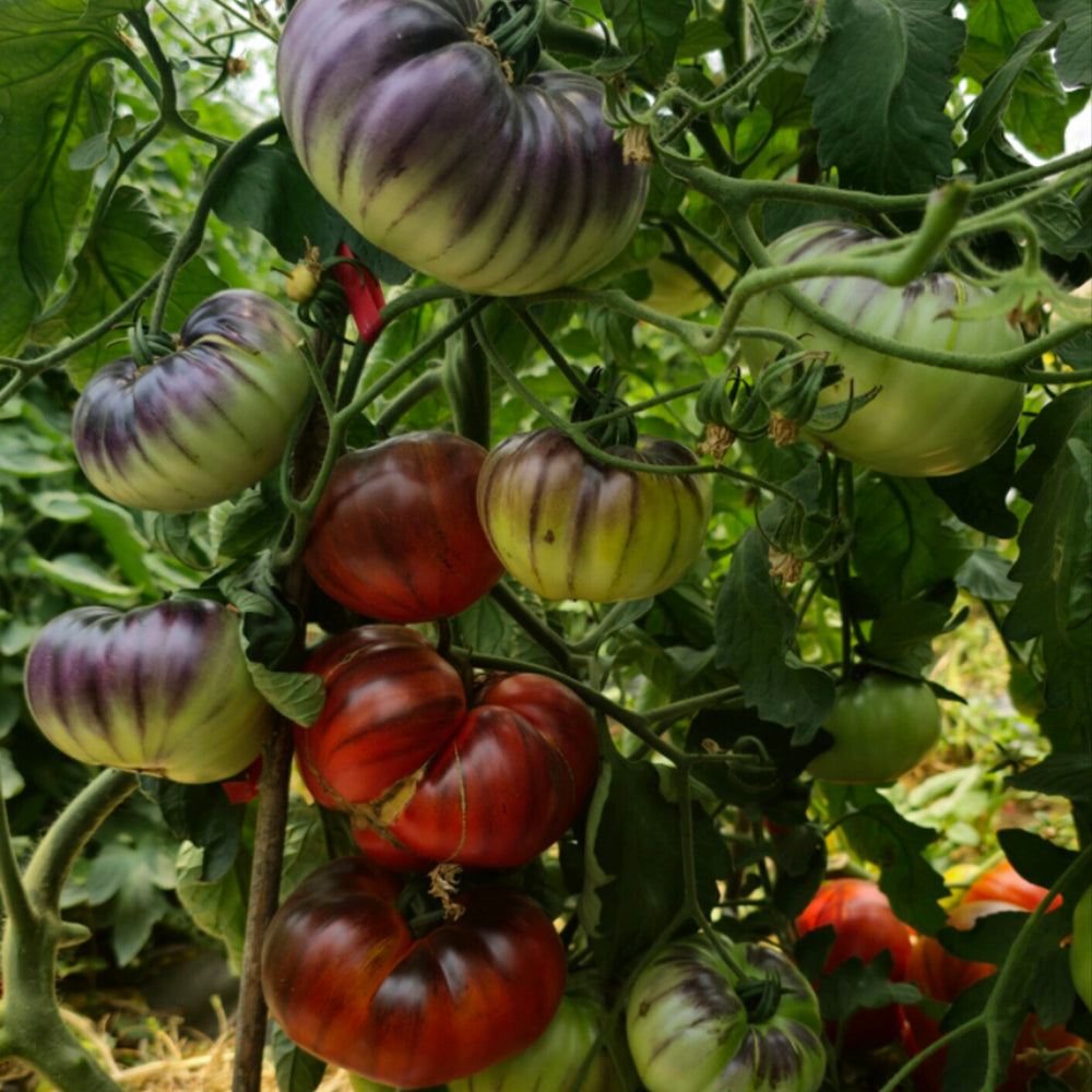 761 KAS Valenna Tomato