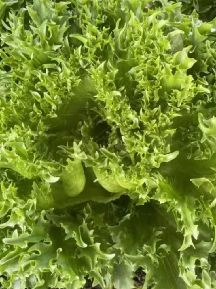 Chrysanthemum Salad Lettuce