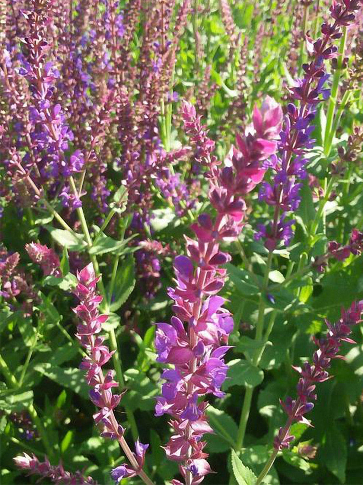 Purple Salvia (Salvia japonica Thunb.)