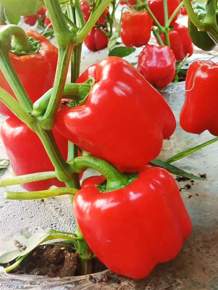 Red Lantern Sweet Pepper