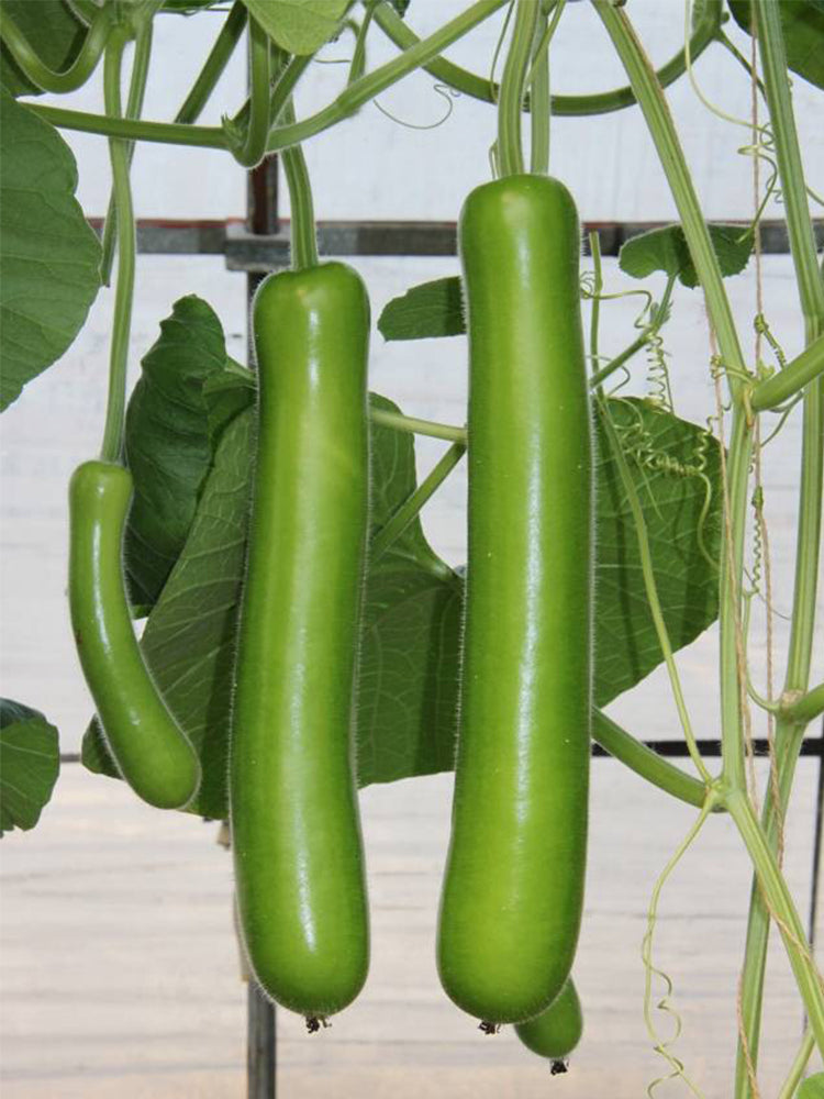 Bottle Gourd (Lagenaria siceraria)