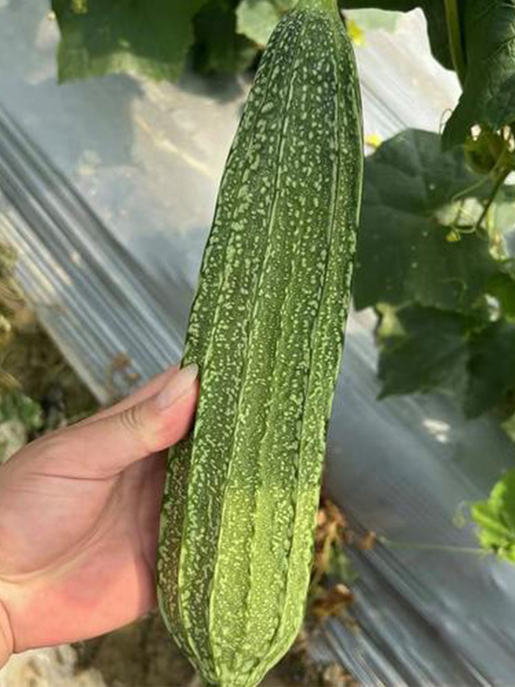 Yuanhua No.1 Large-fleshed Spotted Luffa