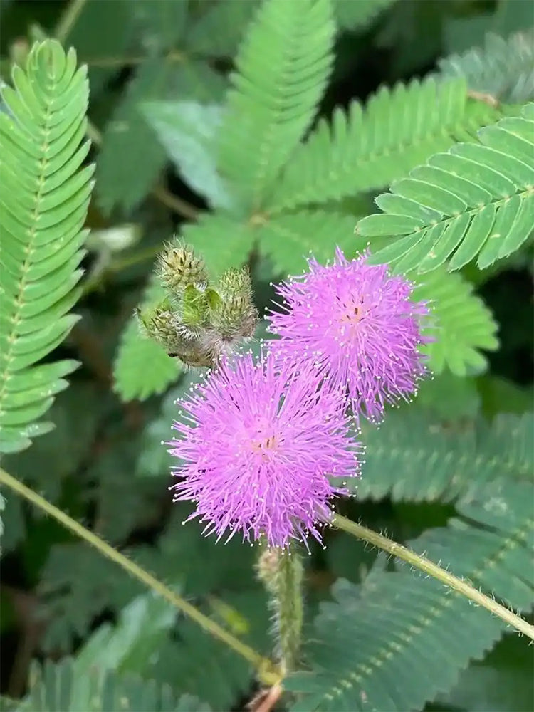 Sensitive Plant (Mimosa pudica L.)