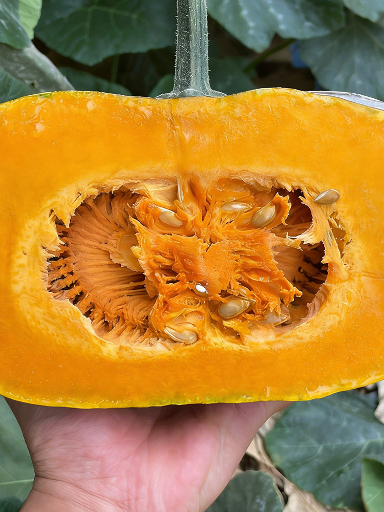 Sweet Dough Millstone Pumpkin